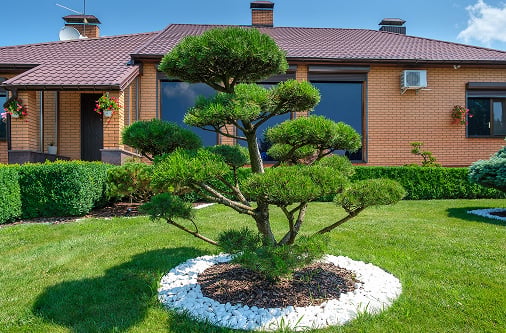 High-value ornamental tree maintained with professional plant health care