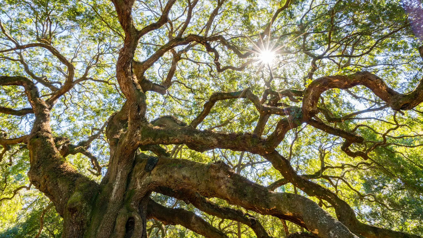 Healthy mature oak tree with well-maintained structure in the Sierra Foothills