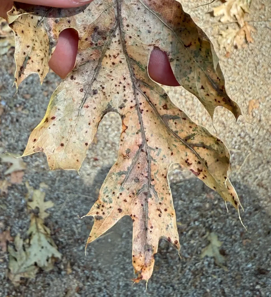 Discolored oak leaf with spotting and stress indicators evaluated during arborist inspection