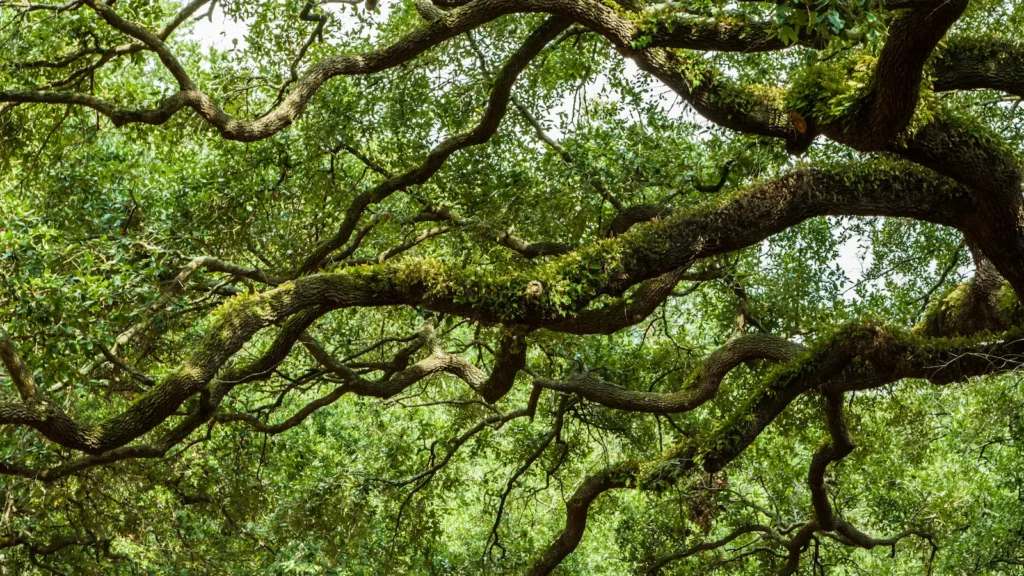 Mature oak canopy with long structural branches shaped through professional pruning