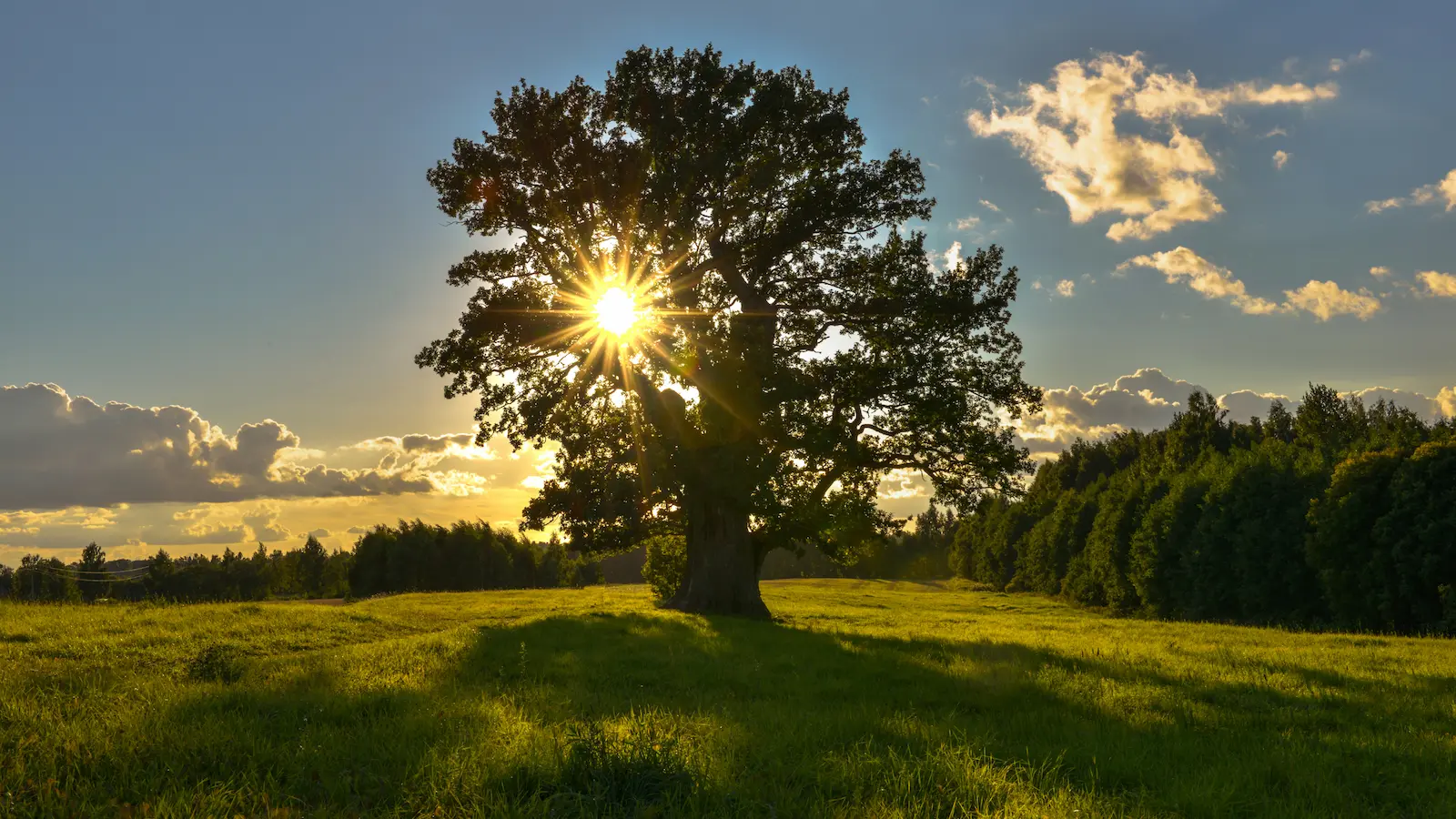 Mature oak tree in Sierra Foothills landscape at sunset