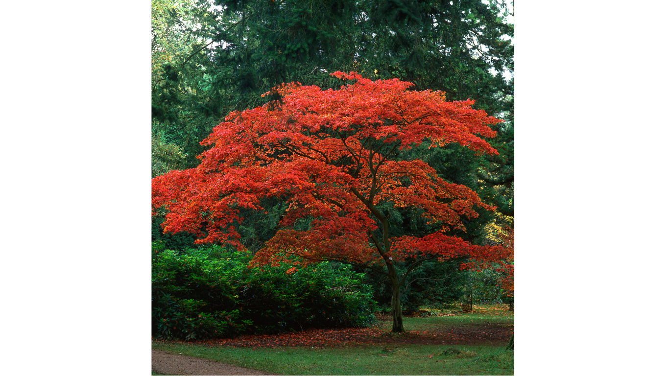 Healthy tree supported by proper soil structure and nutrient balance