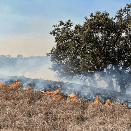 Mature oak trees surviving low-intensity wildfire in Sierra Foothills terrain