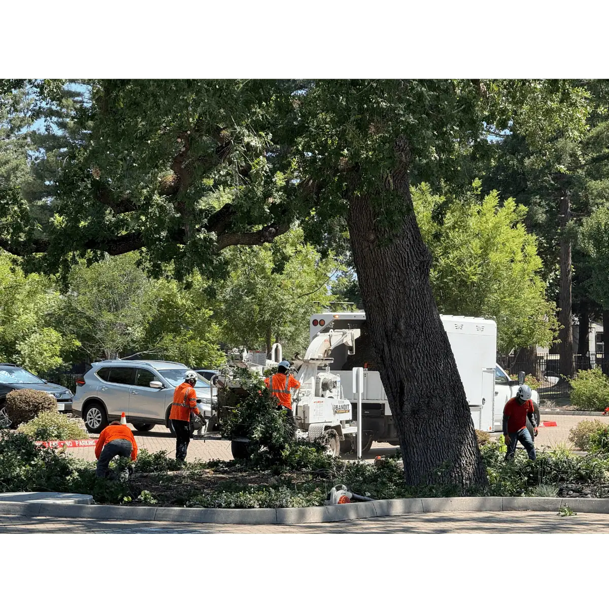 Arborist crew cleaning up after commercial tree pruning project