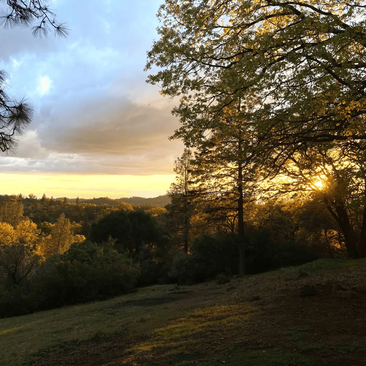 Manicured foothill landscape demonstrating healthy tree management