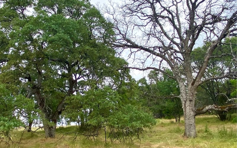 Stark contrast between a healthy canopy and a declining tree in the same environment in El Dorado County