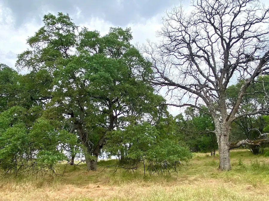 Stark contrast between a healthy tree and a declining tree in the same environment in El Dorado County Sierra foothills
