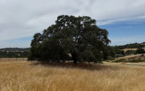 El Dorado County Oak Ordinance: What Every Property Owner Needs to Know