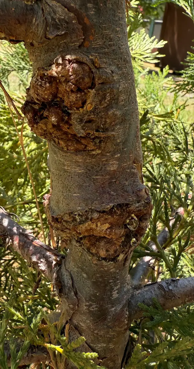 Sap weeping from bark damage on a foothill tree indicating structural or pest issues