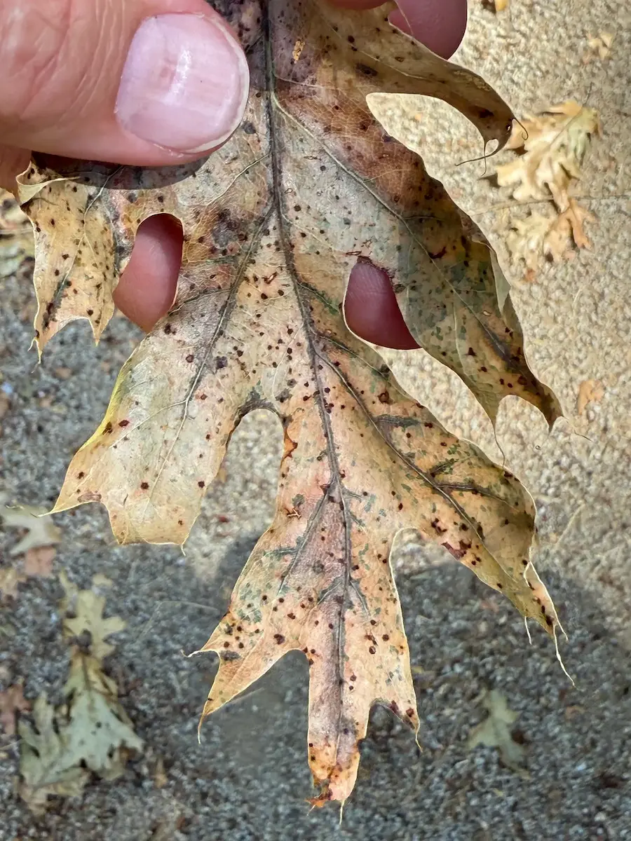 Spotting and discoloration on oak leaves in El Dorado County — early signs of tree stress and disease