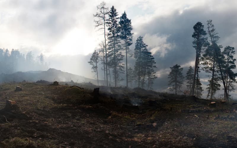 Wildfire safety and defensible space management in the Sierra Nevada foothills of El Dorado County California