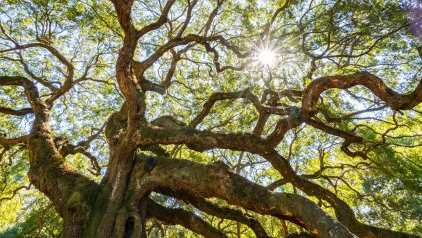 Healthy mature oak tree with well-maintained structure in the Sierra Foothills