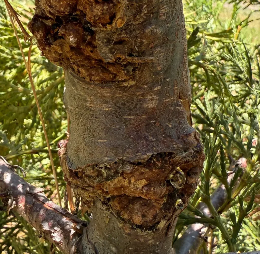 Tree trunk showing signs of pest infestation and structural decay during health evaluation