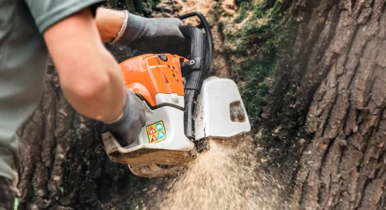 Safe tree removal