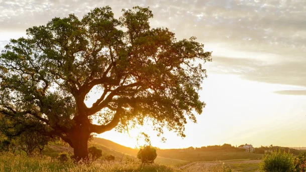 Mature oak tree in natural Sierra Foothills landscape at sunset