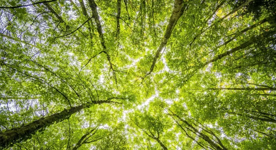 Healthy trees thriving after professional tree and plant health treatments